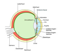 Abbildung: Auge mit Benennung der einzelnen Bestandteile