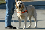 Abbildung: Ein Blindenführhund führt seinen Halter sicher durch den Verkehr