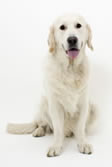 Foto:  Ein Hund der Rasse Golden Retriever