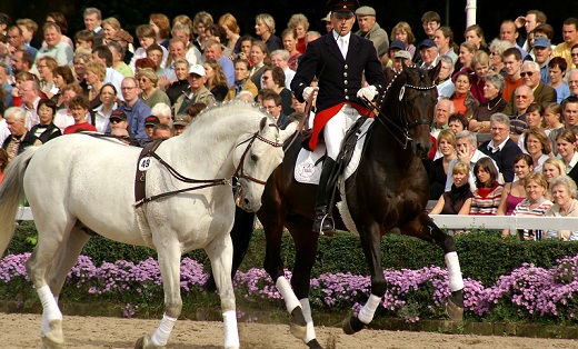 Das Bild zeigt einen Reiter vor Publikum, der zwei Pferde führt