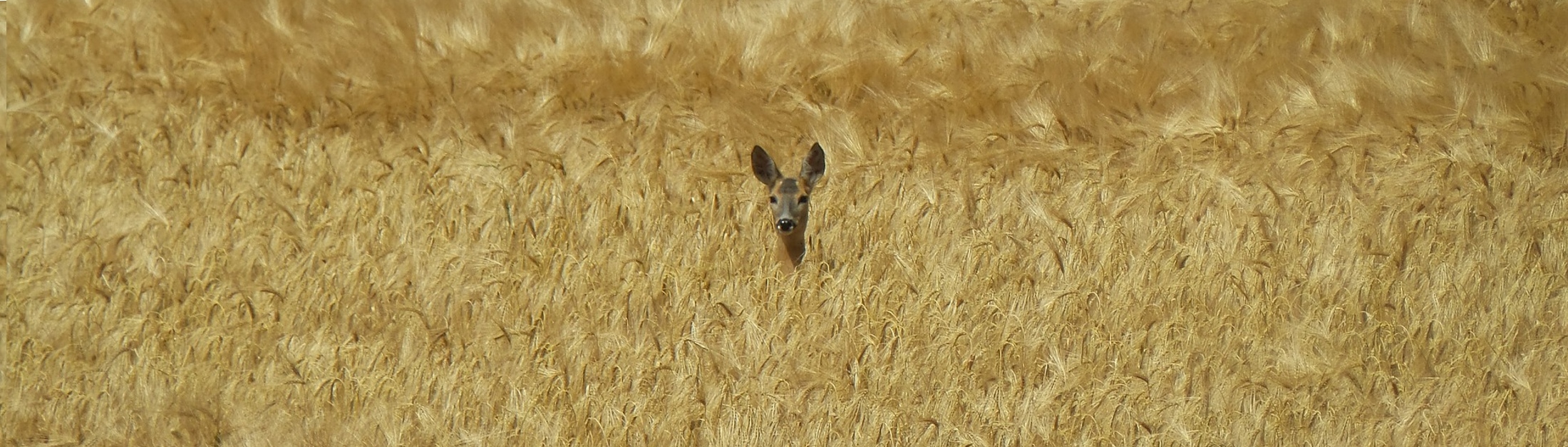 Foto von einem Reh in einem Kornfeld