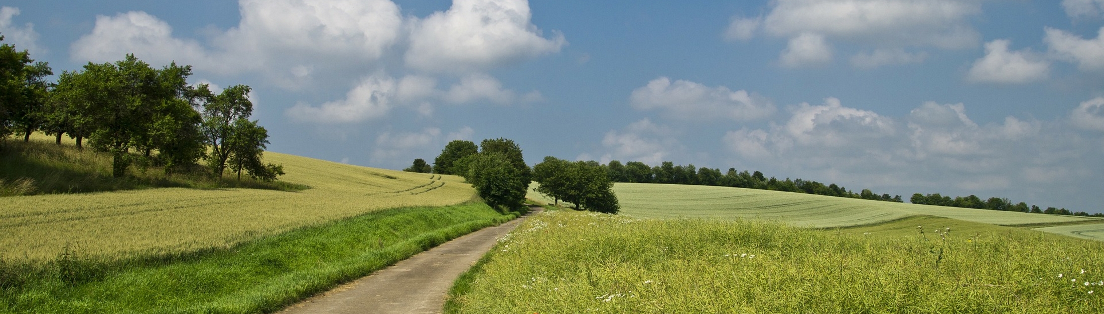 Ein Weg führt durch grüne Felder, am blauen Himmel kleine Wolken