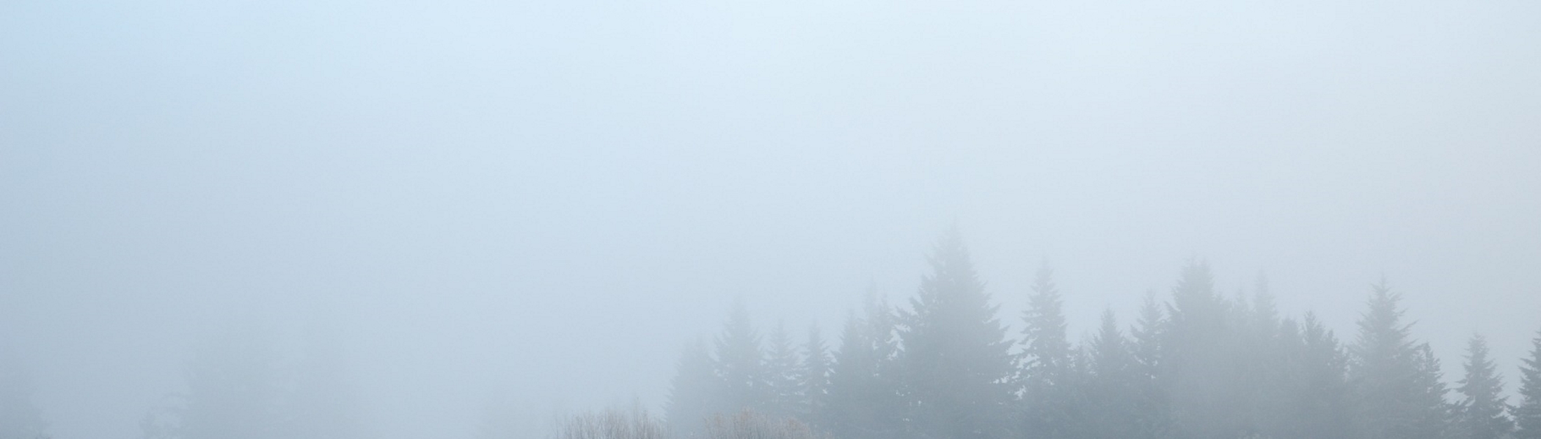 Tannenspitzen im Nebel